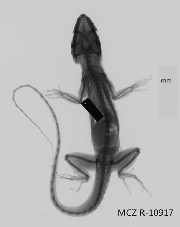 Media type: image;   Herpetology R-10917 Aspect: dorsoventral x-ray